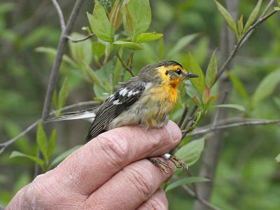 Releasing the Bird