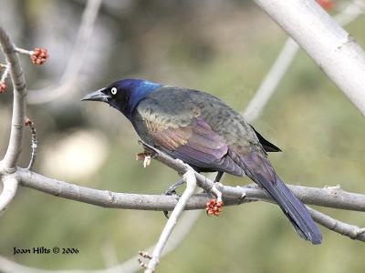 Common Grackle 03