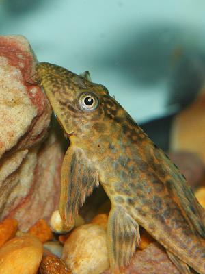 Plecostomus 01