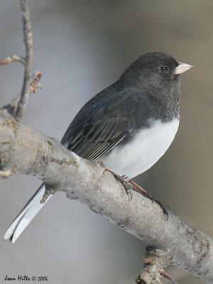 g3/83/55683/3/58355107.DarkeyedJunco05.jpg