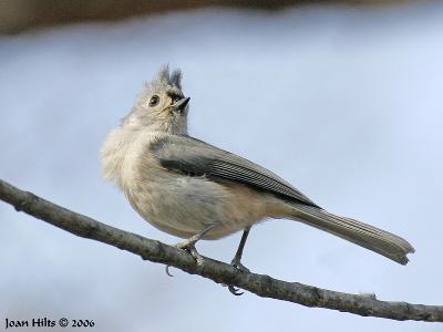 Tufted Titmouse 05