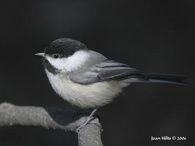 Black-capped Chickadee 14