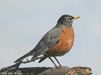 Robin 06