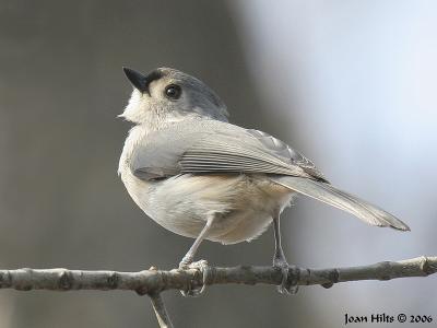 Tufted Titmouse 06