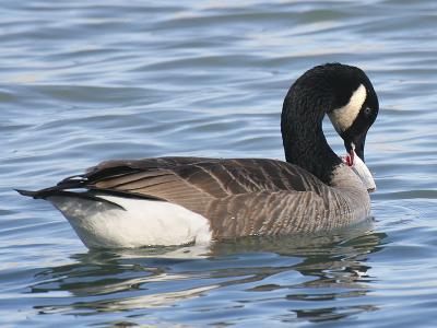 Canada Goose 15