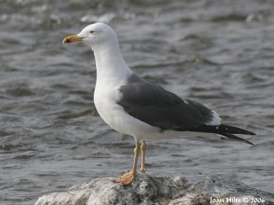 Lesser Black-backed 01