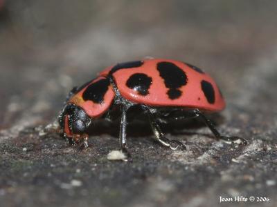 Ladybug 03