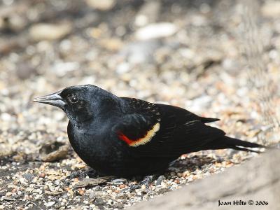Red-winged Blackbird 08