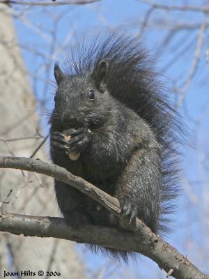 Black Phase Eastern Gray 05