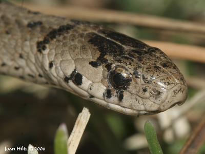 g3/83/55683/3/59009688.GarterSnake02.jpg