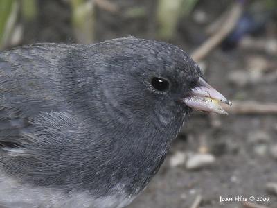 g3/83/55683/3/59014163.DarkeyedJunco06.jpg