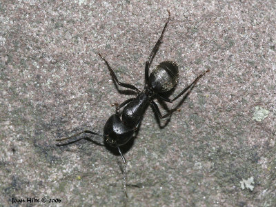 Black Carpenter Ant 01