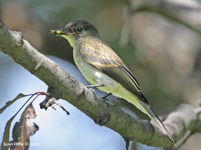 Eastern Phoebe 01