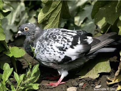 Rock Dove (Feral Pigeon) 01