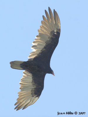 Turkey Vulture 06