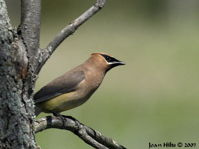Cedar Waxwing 09