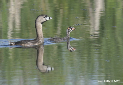 Pied-billed Grebe 04