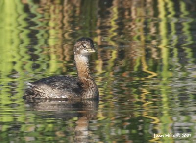 Pied-billed Grebe 05