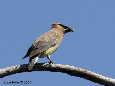 Cedar Waxwing 10