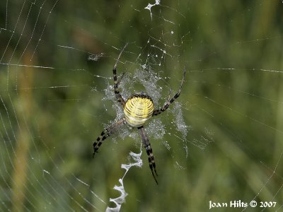 Banded Argiope 02