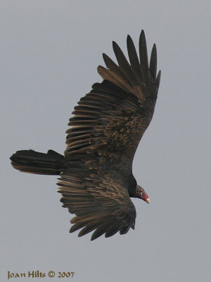 Turkey Vulture 07