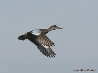 Blue-wing Teal 01
