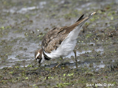 Killdeer 07