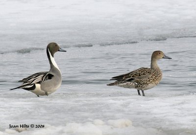 Northern Pintail 06