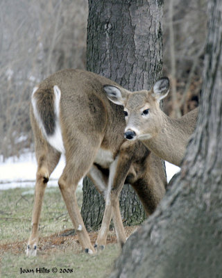 White Tail Deer 06