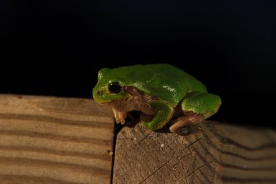 Photogenic Frog