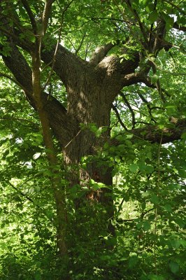 DSC_8887.JPG