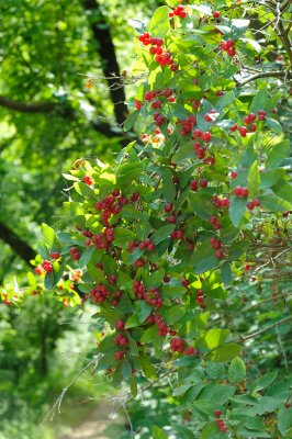 DSC_9038.JPG