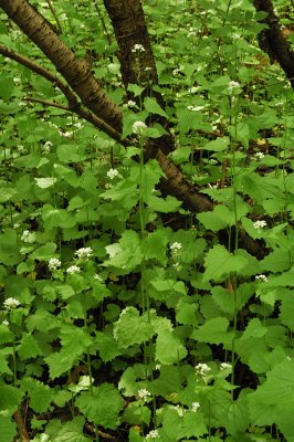 Garlic mustard
