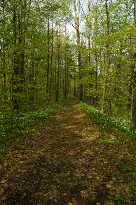 Trillium Lined Trail II