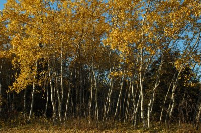 Oak Grove Park