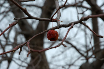 The Crabiest Crab Apple of Them All