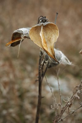 DSC_7299.JPG