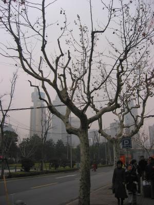 bare trees