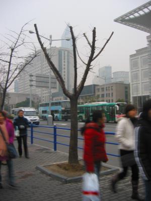 tree