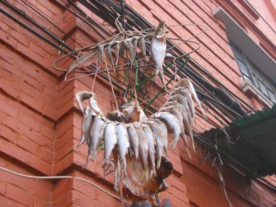 fish