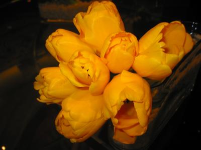 tulips in the lobby of the hilton