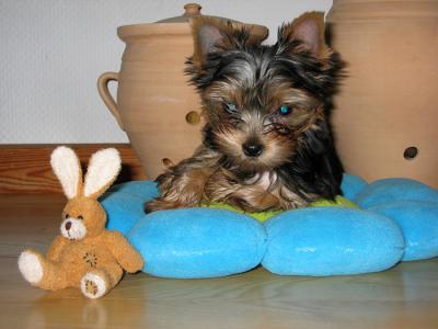 Penny 12 weeks old II