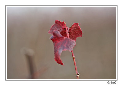 La feuille 1