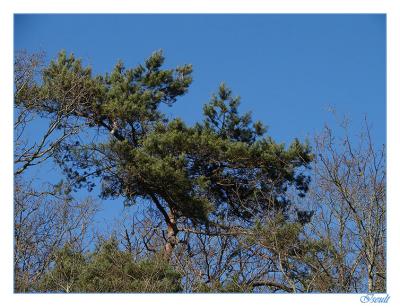 g3/83/574583/3/55733869.arbre.jpg