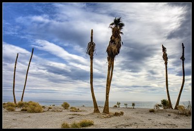 Yacht Club - Salton City - Dead Palm Trees