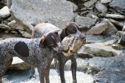 german_short_hair_pointer