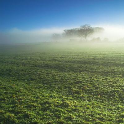 Misty morning