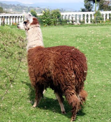 Alpaca.jpg