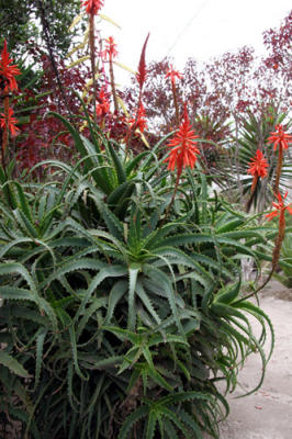 ecuatorial flowers.jpg
