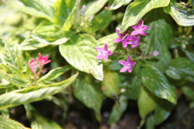 ir-100119_12-53_1065.jpg